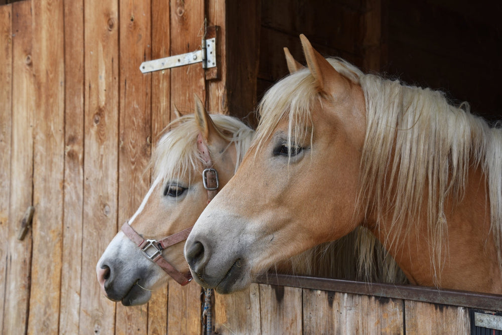 EMS - Equine Metabolic Syndrome