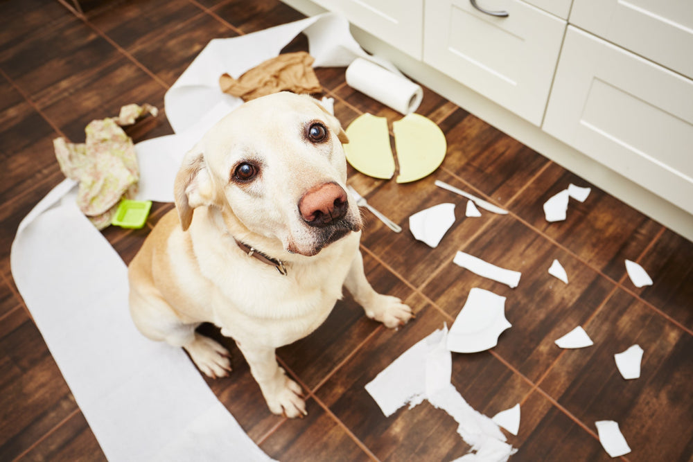 Why Is My Dog Eating Poop and Other Strange Things?