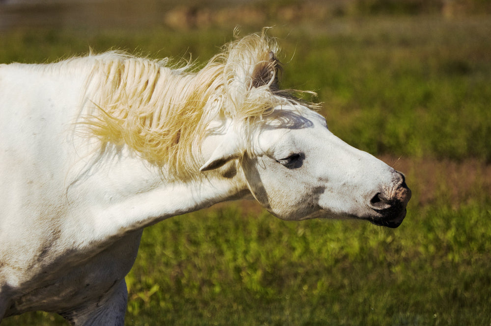 Headshaking in Horses: Signs, Triggers and Natural Support