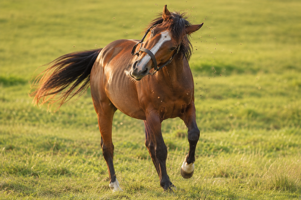 Headshaking in Horses: Signs, Triggers and Natural Support