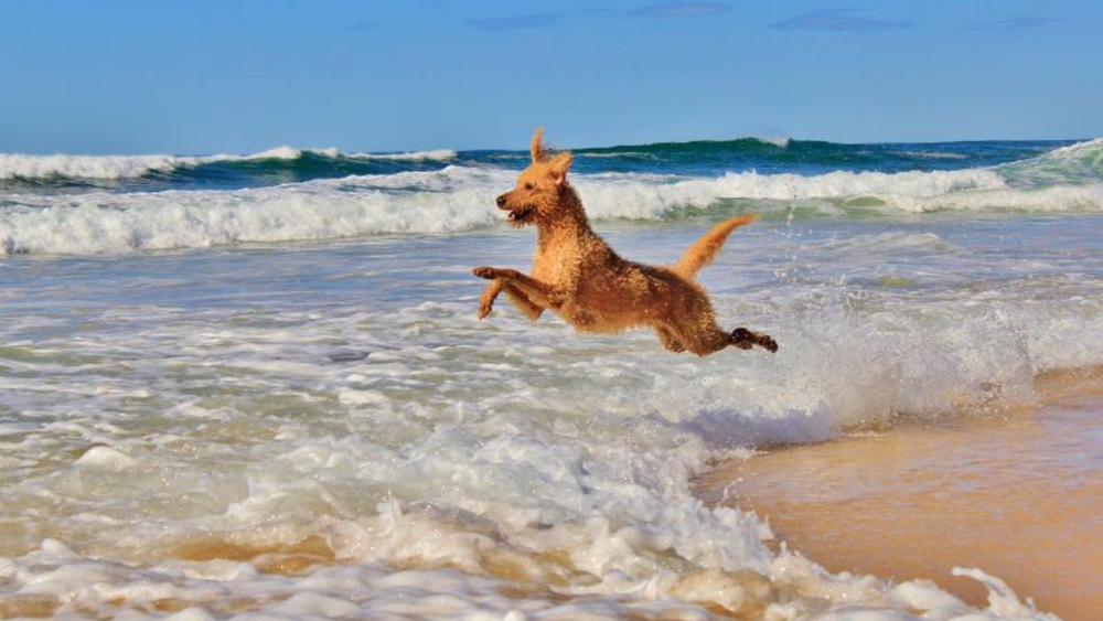 Brain Health in Dogs: How to Keep Your Dog Mentally Stimulated