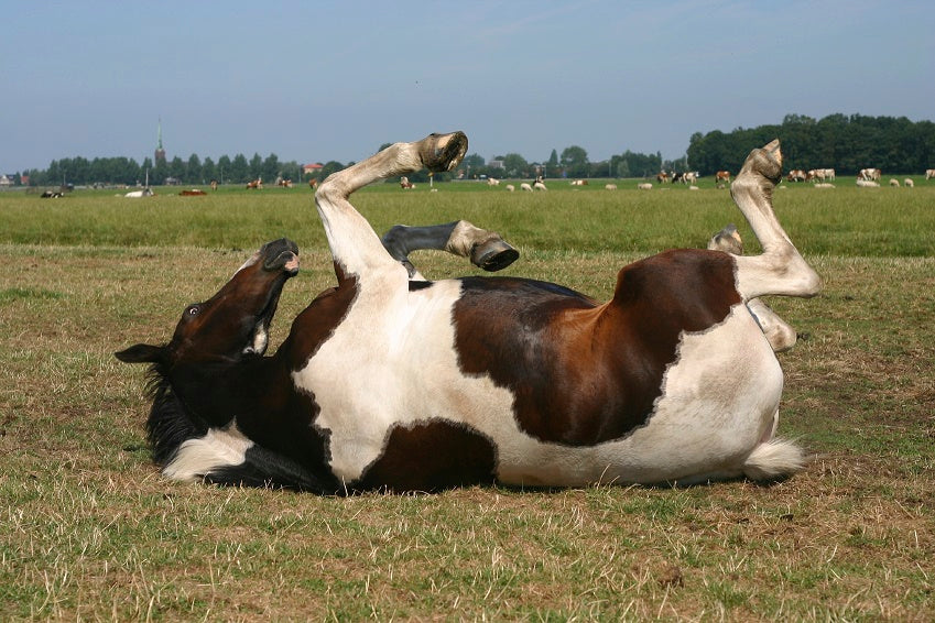 Colic - Natural Alternatives