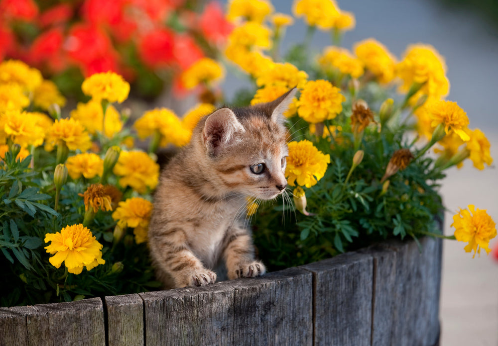 Flower Essences for Cats: Emotional and Behavioural Support