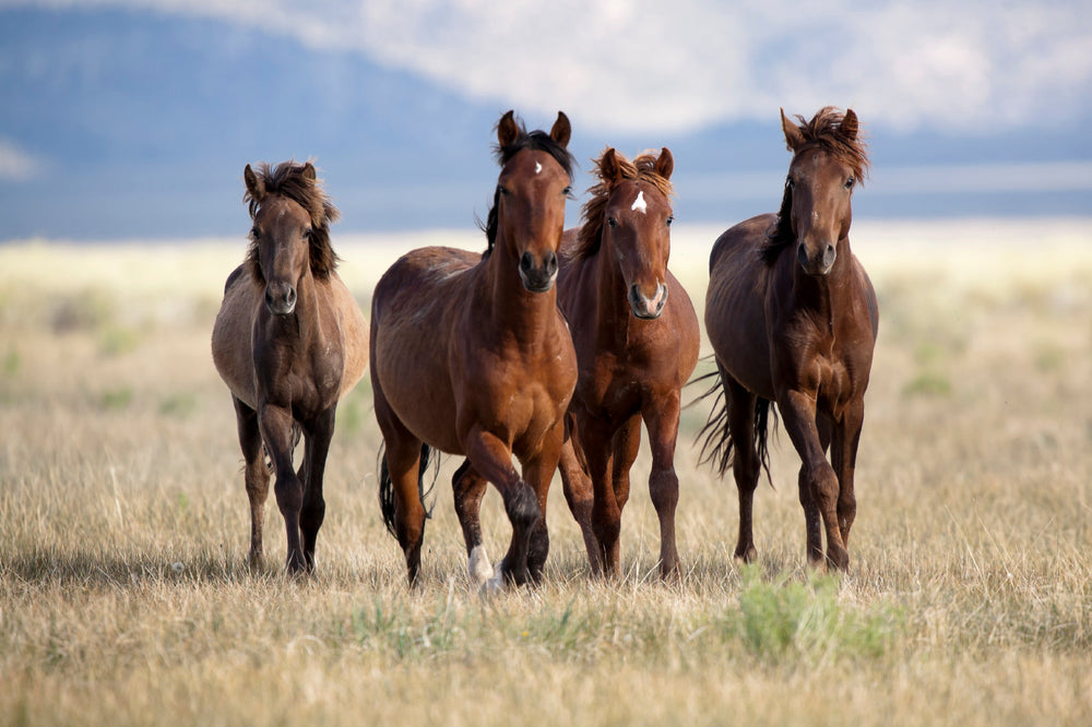 Horse Pasture: Which Grasses Are Best for Your Horse?