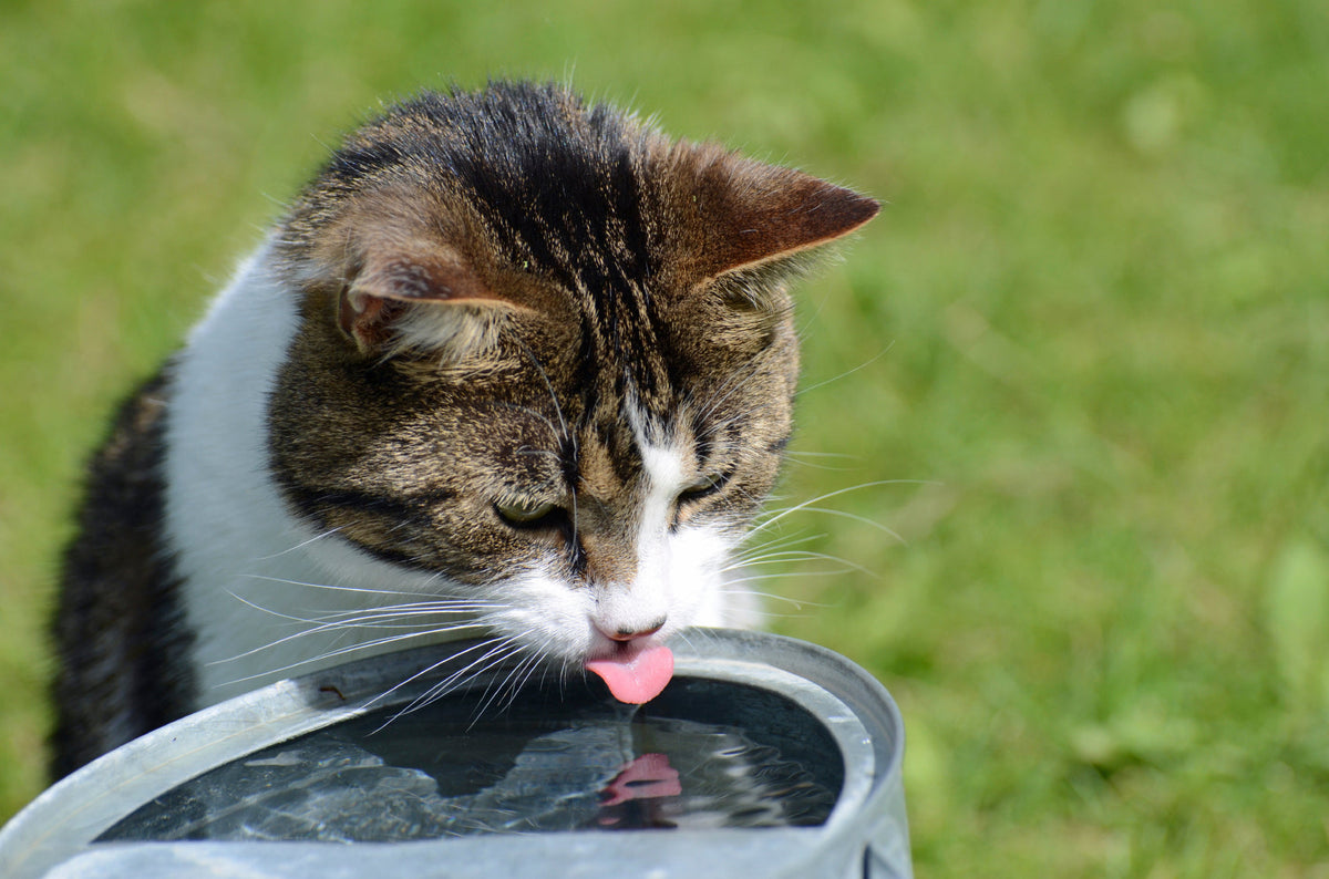 Keeping Cats Hydrated. Natural Ways to Support Urinary Health & Prevent UTIs