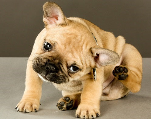 Natural Flea Control for Dogs and Cats