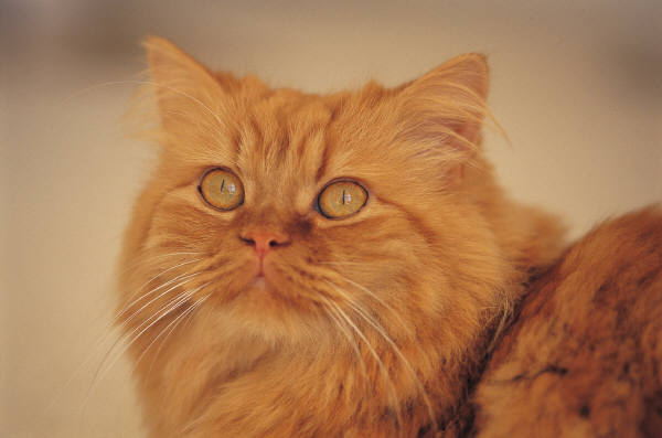 Natural Support for Arthritis and Joint Pain in Cats