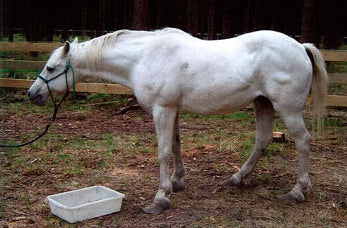 Laminitis in Horses: Causes, Signs and Natural Management