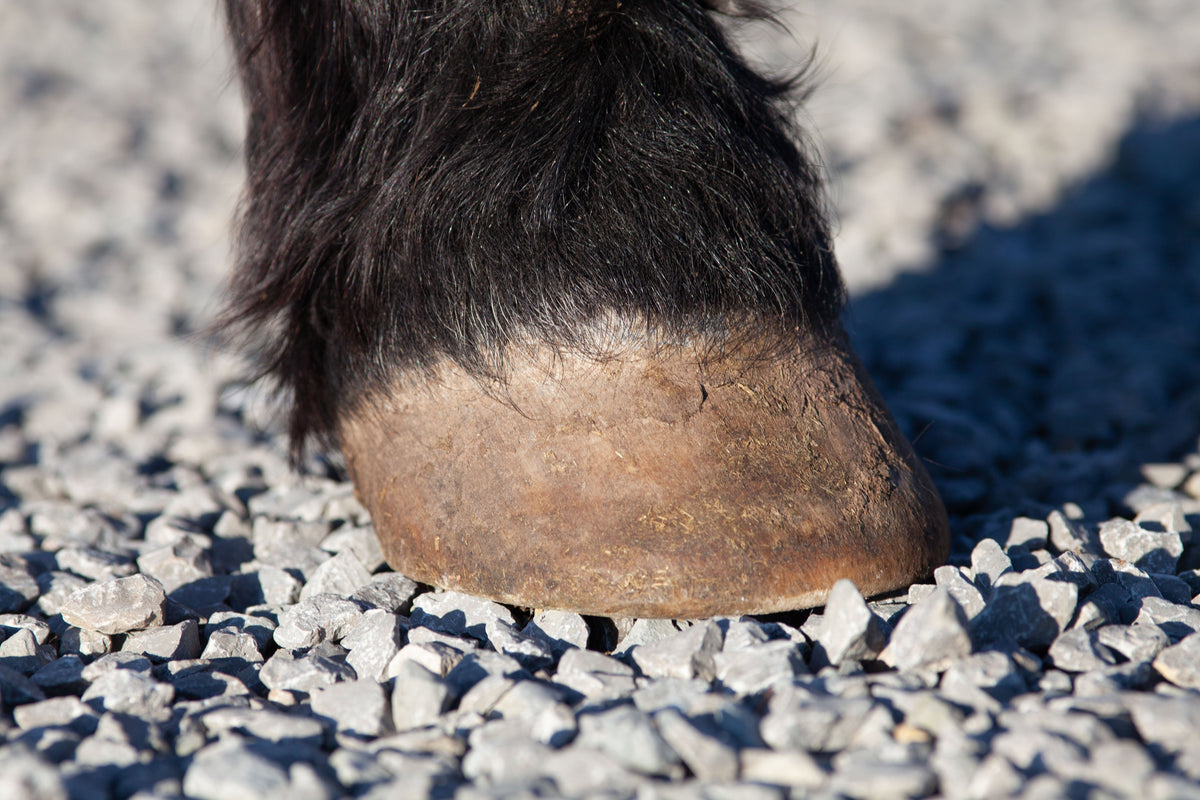 Why Is My Horse Foot-Sore? Understanding Hoof Health and Low-Grade Laminitis