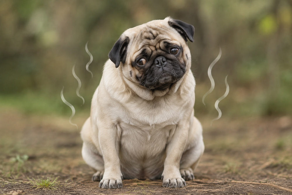 Why Does My Dog Smell? Common Causes of Persistent Pet Odour