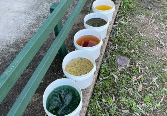 Enriching Your Horses Diet: Safe Plants, Herbs and Forage
