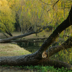 White Willowbark Tea