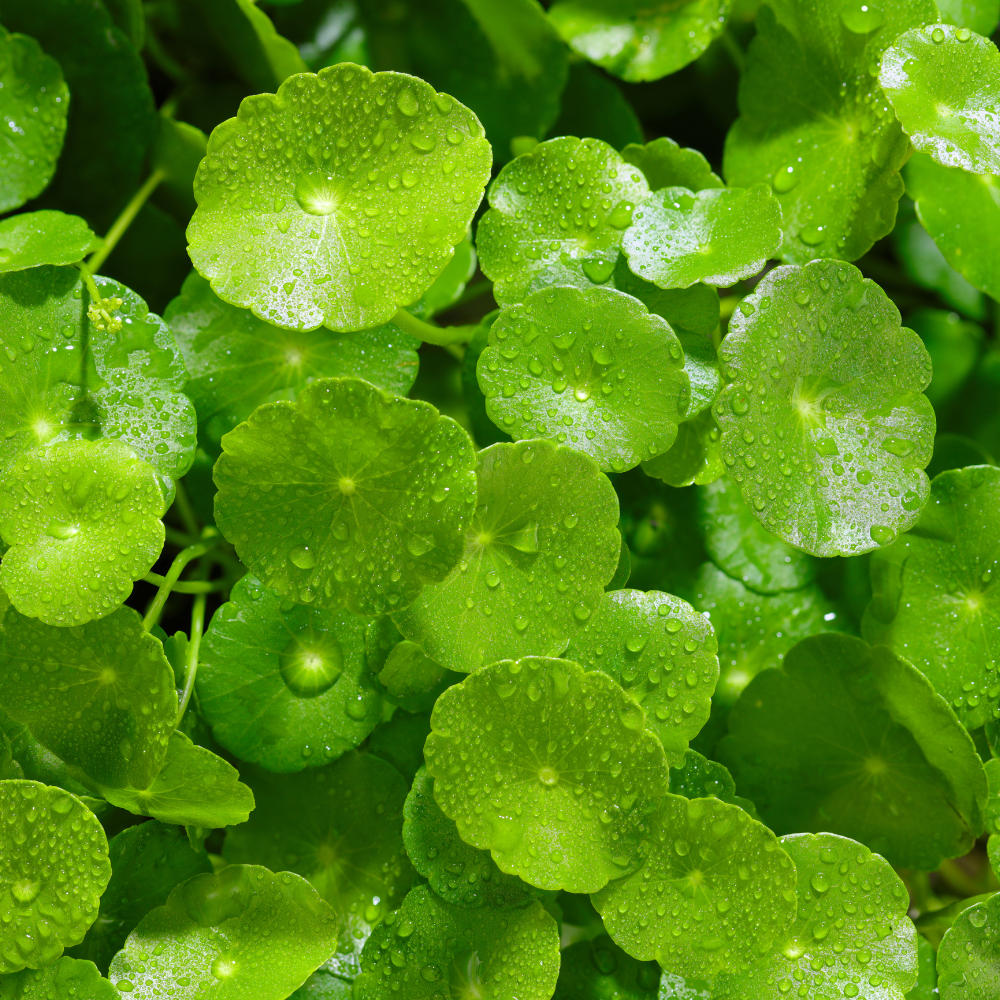 Gotu Kola 500g