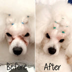 Glow Groom Tear Stain Remover