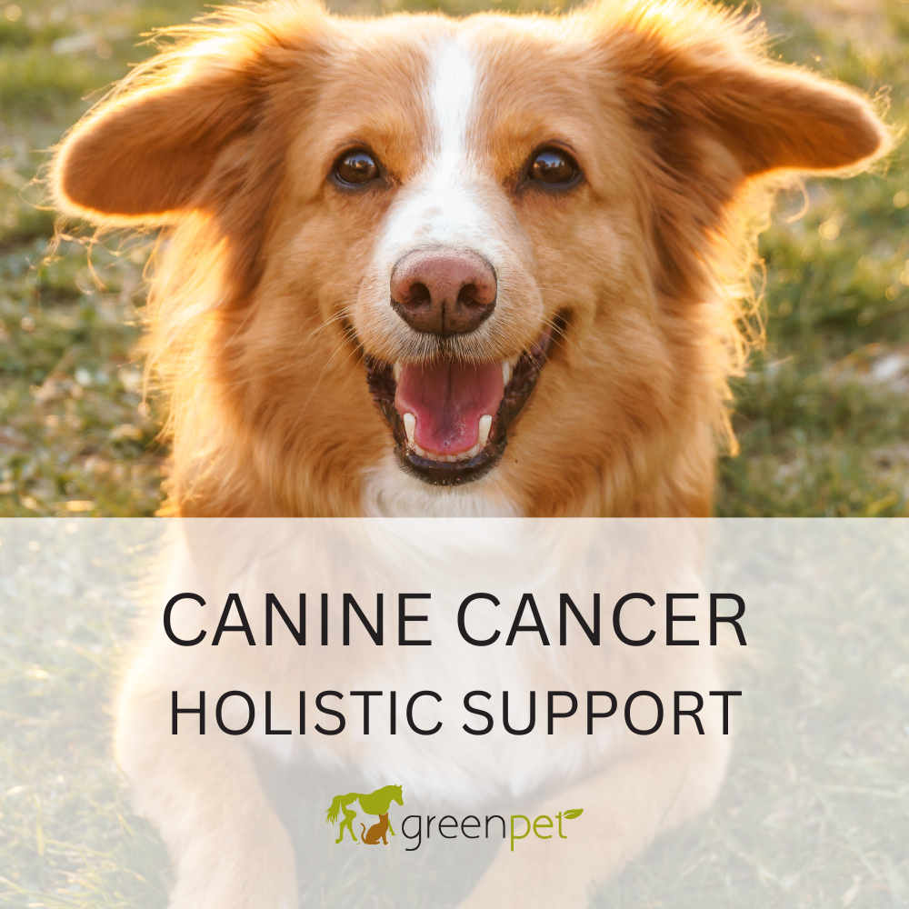 Canine Cancer Holistic Support Guide