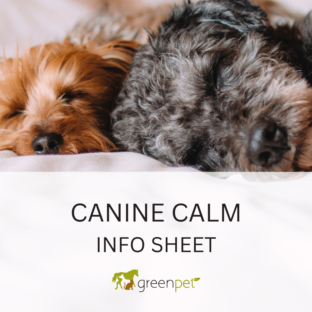 Canine Calm Info Sheet