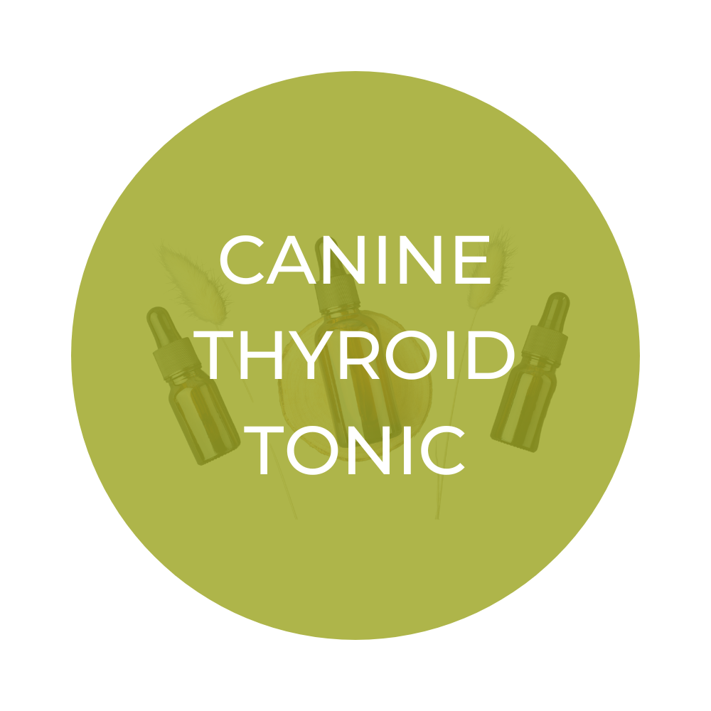 Herbal CANINE THYROID Tonic