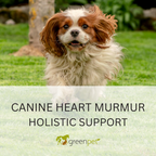 Canine Heart Murmur Holistic Support Guide