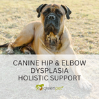 Canine Hip & Elbow Dysplasia Holistic Support Guide