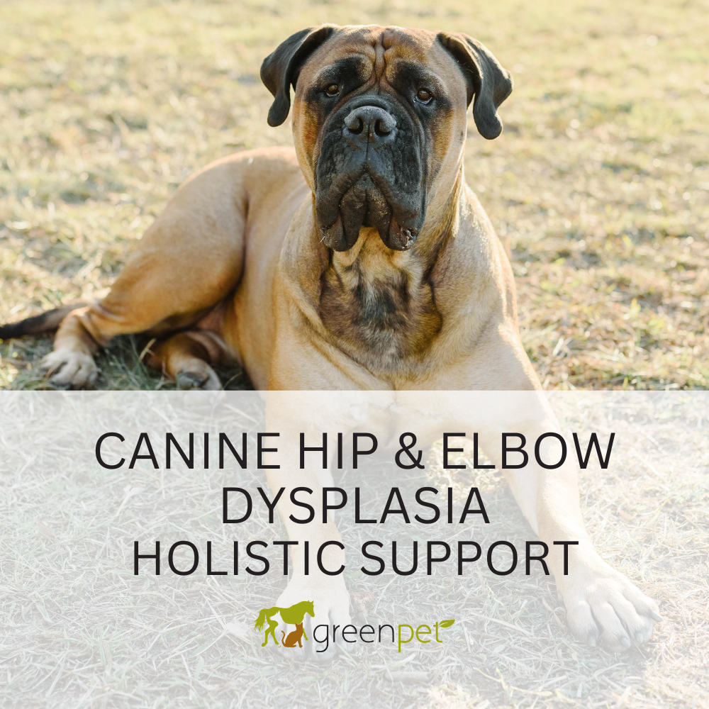 Canine Hip & Elbow Dysplasia Holistic Support Guide
