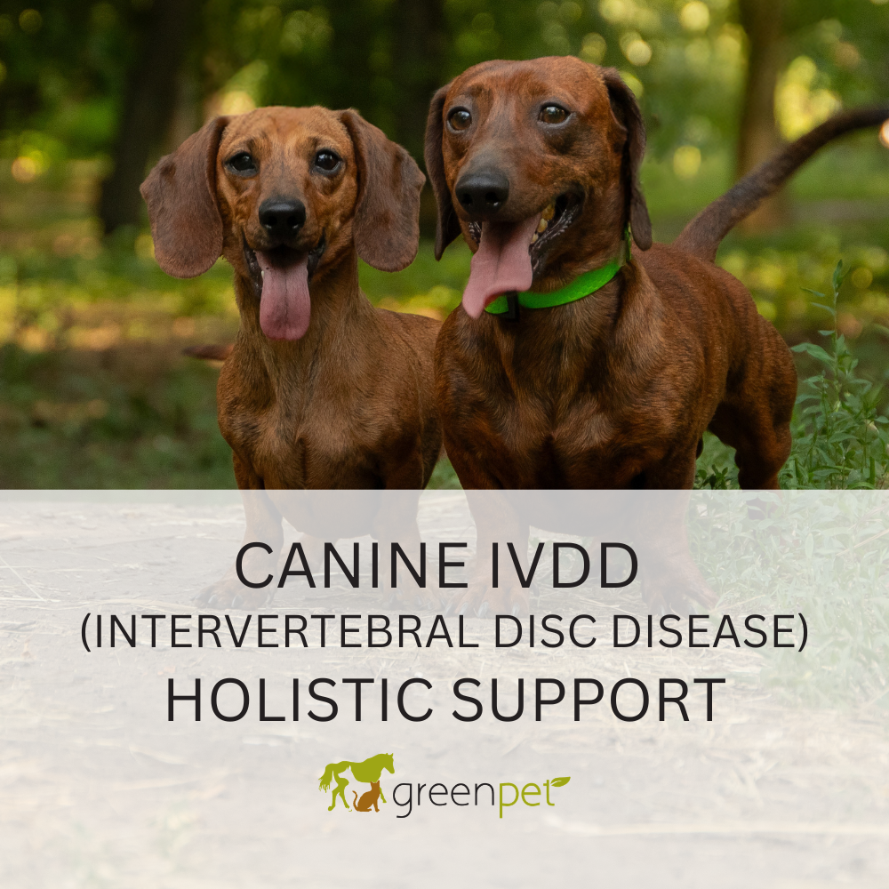 Canine IVDD (Intervertebral Disc Disease) Holistic Support Guide