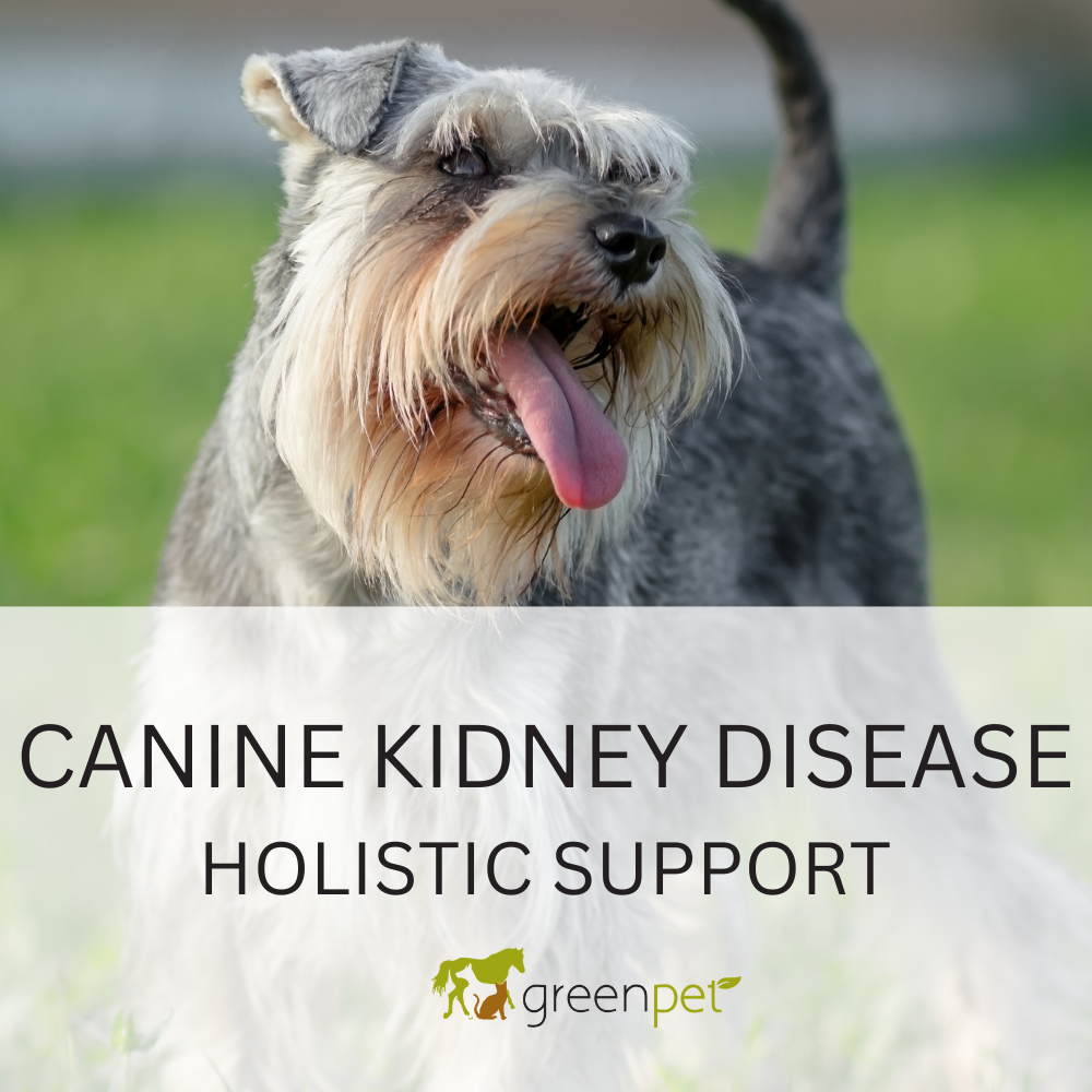 Canine Kidney Disease Holistic Support Guide