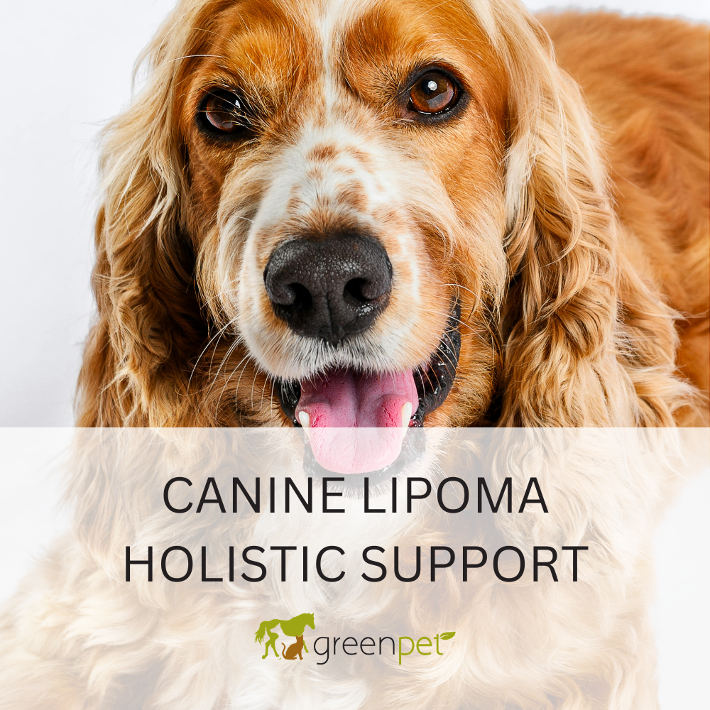Canine Lipoma Holistic Support Guide