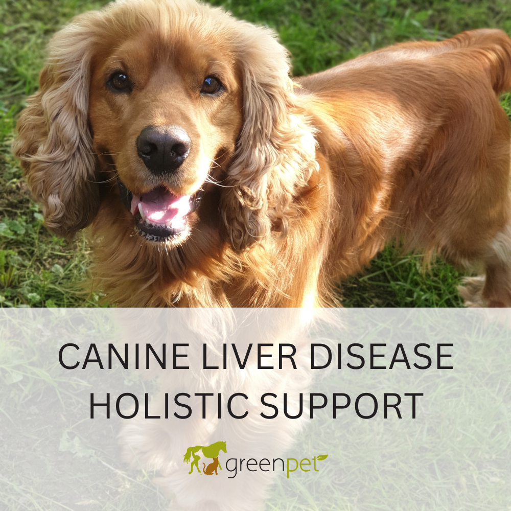 Canine Liver Disease Holistic Support Guide