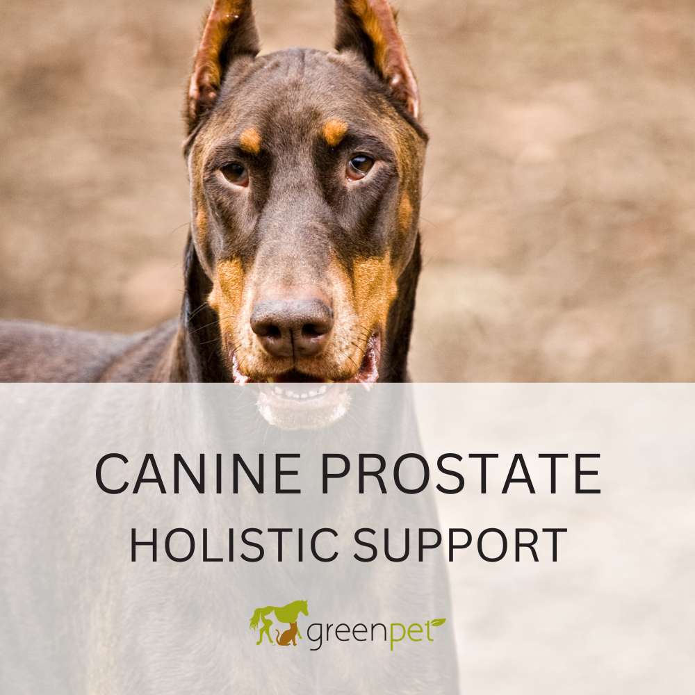 Canine Prostate Holistic Support Guide