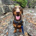 Canine Collar Solution Bundle