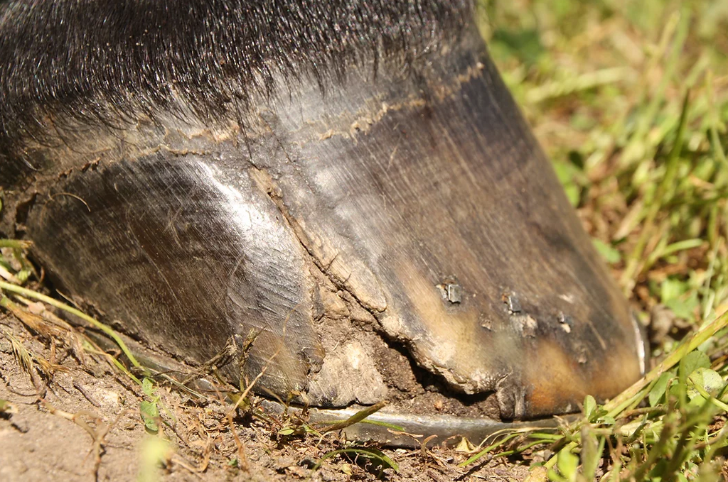 Donnybrook Equine HOOFSTIK