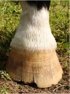 Donnybrook Hoof Crack Repair - 250ml