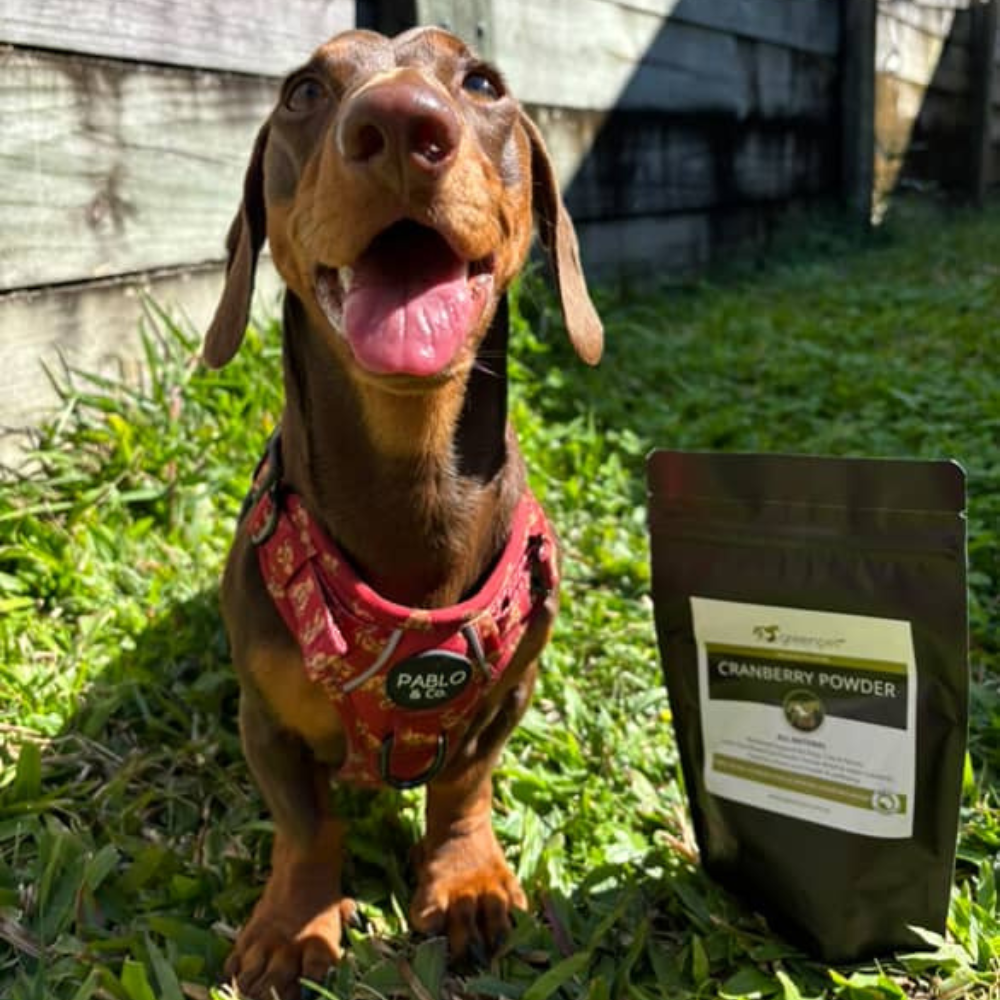 Greenpet Cranberry Powder