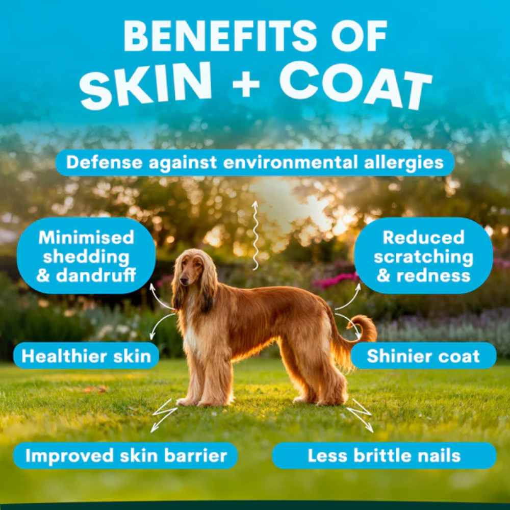 Petz Park Skin + Coat for Dogs