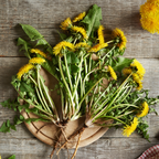 Dandelion Leaf
