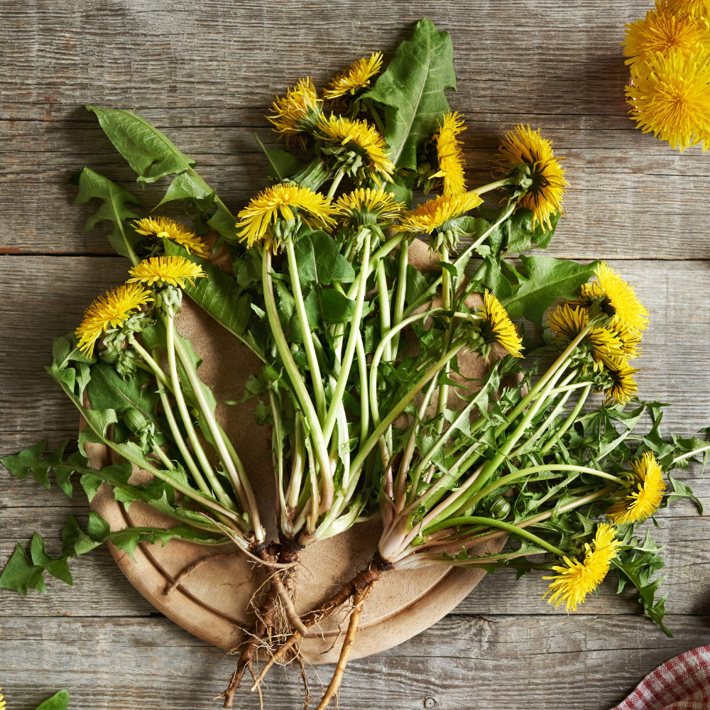 Dandelion Leaf