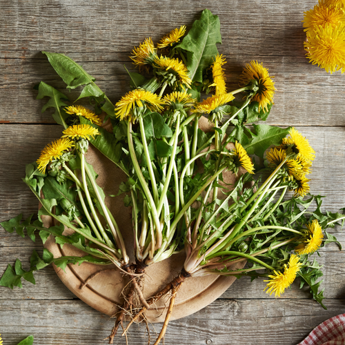 Dandelion Leaf