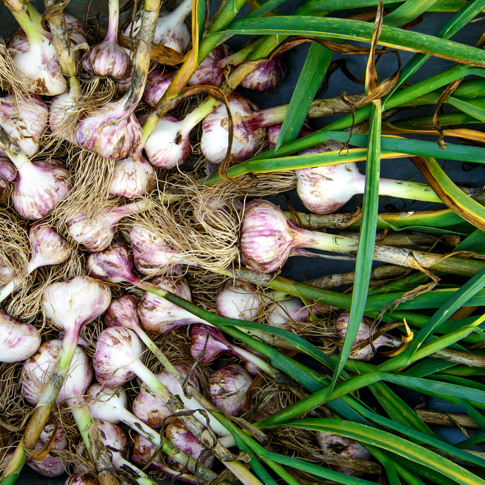 Garlic Granules