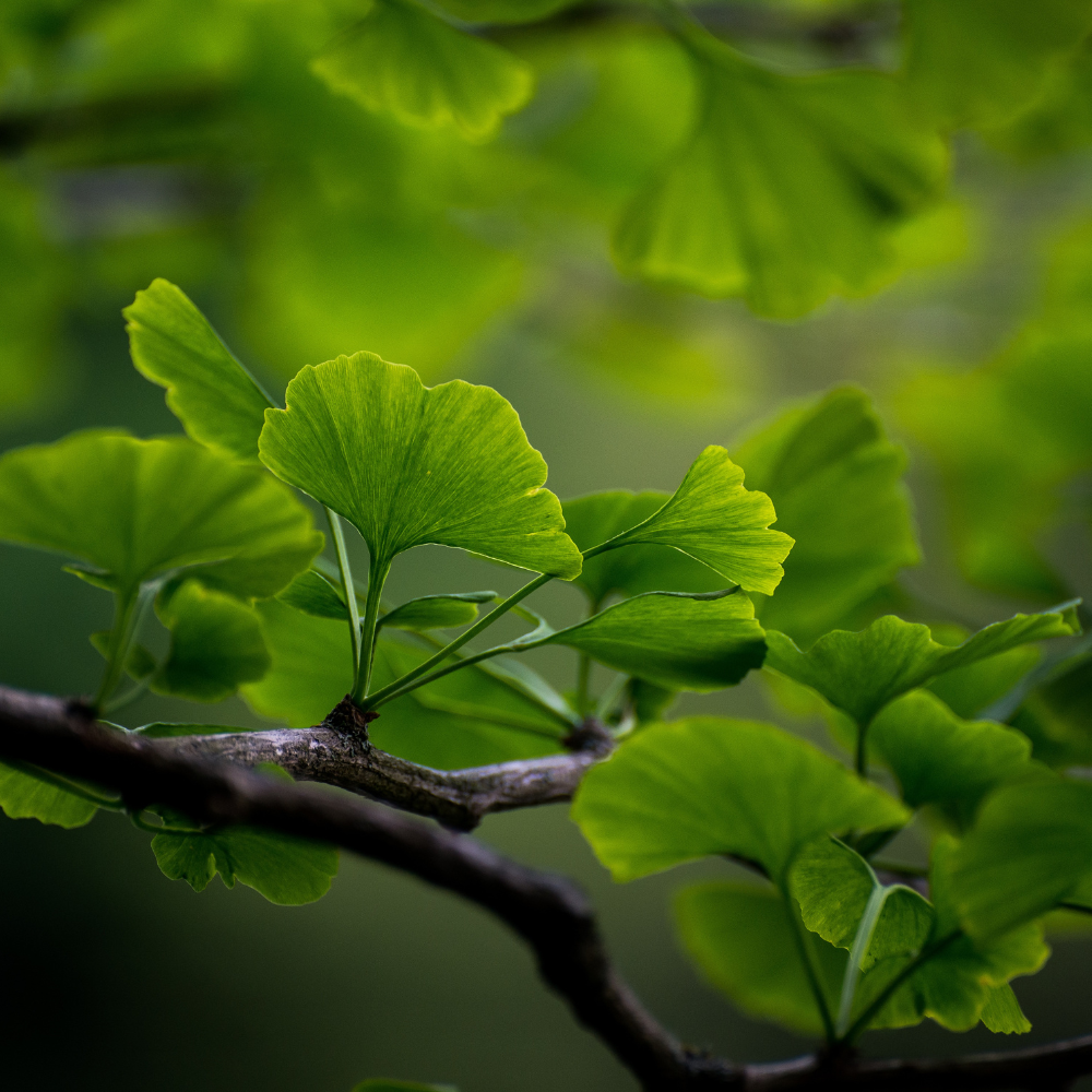 Ginkgo Leaves