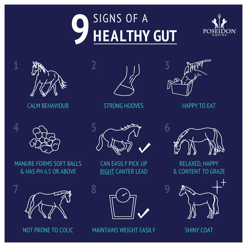 Digestive EQ - Equine Gut Supplement