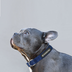 Essential Dog Hemp and Cotton Collar