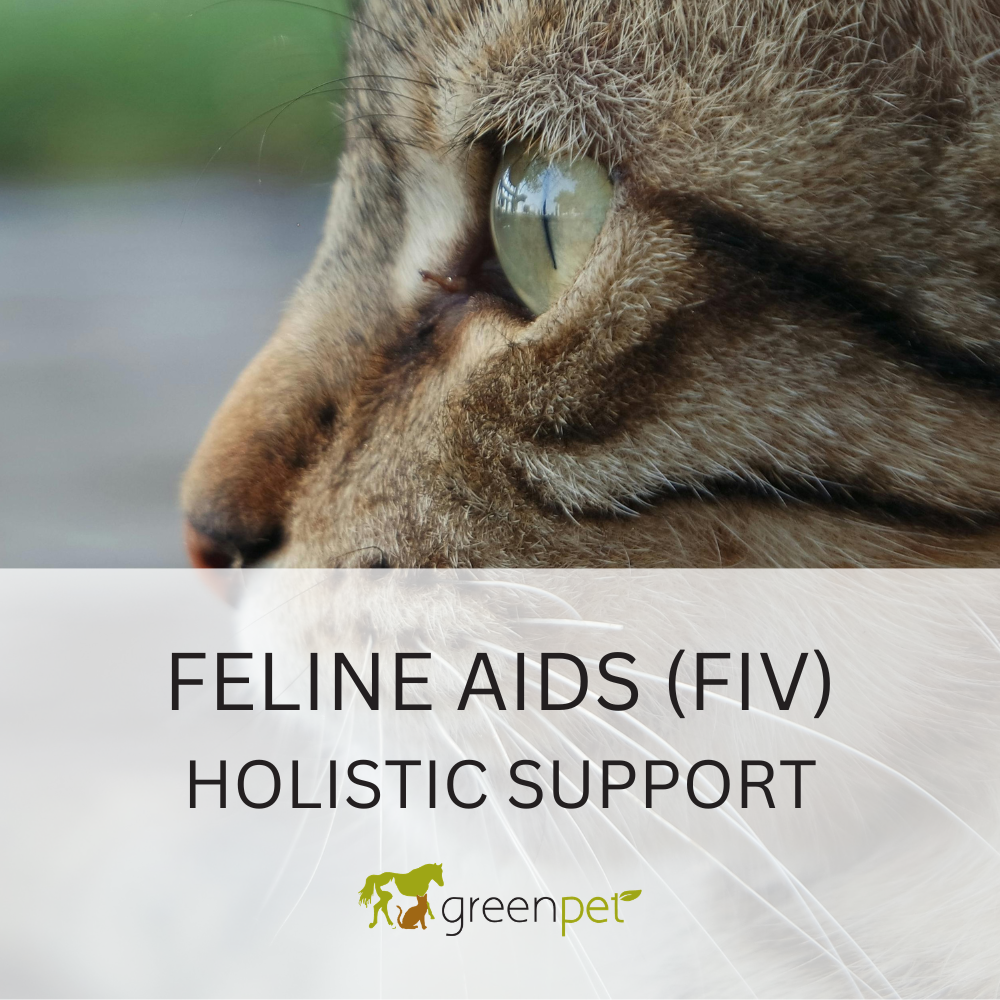 Feline AIDS (FIV) Holistic Support Guide