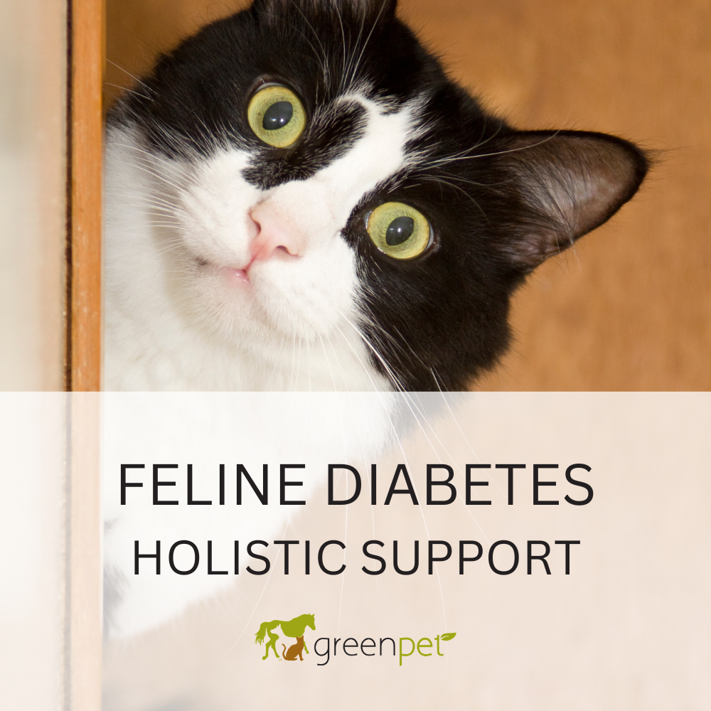 Feline Diabetes Holistic Support Guide