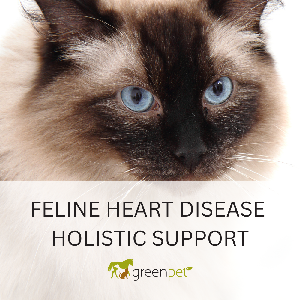 Feline Heart Disease Holistic Support Guide