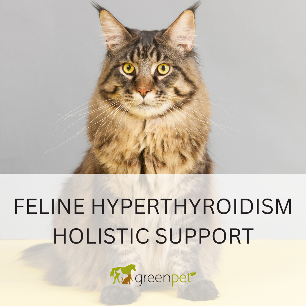 Feline Hyperthyroidism Holistic Support Guide