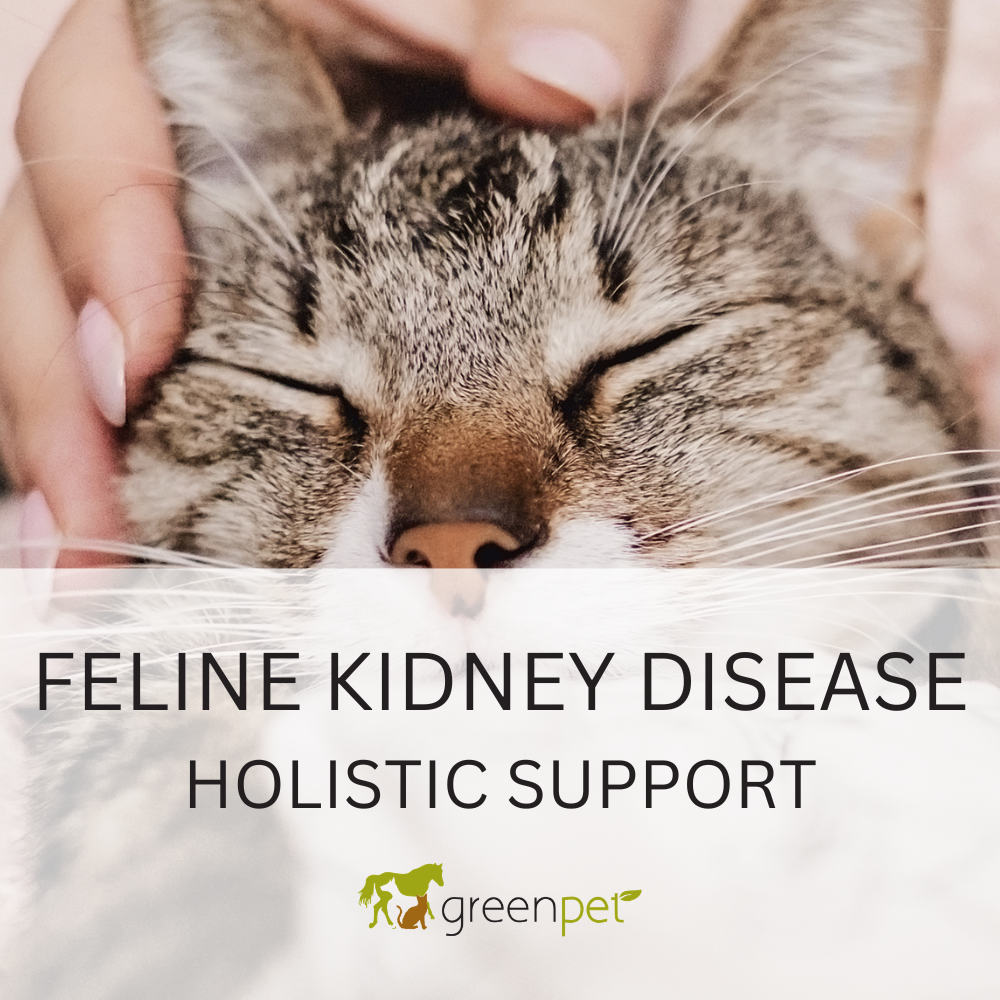 Feline Kidney Disease Holistic Support Guide