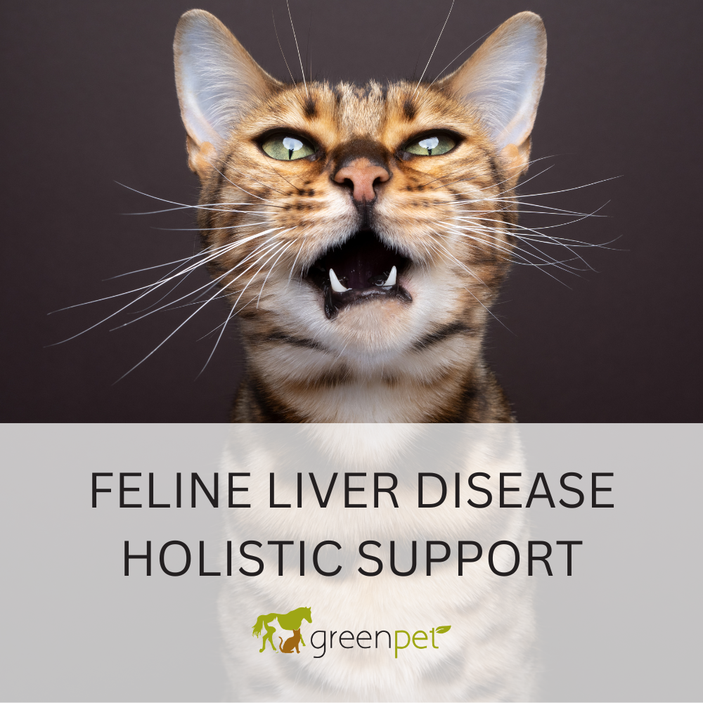 Feline Liver Disease Holistic Support Guide