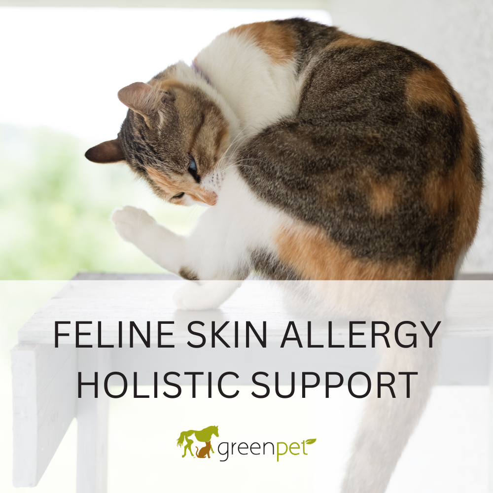 Feline Skin Allergy Holistic Support Guide