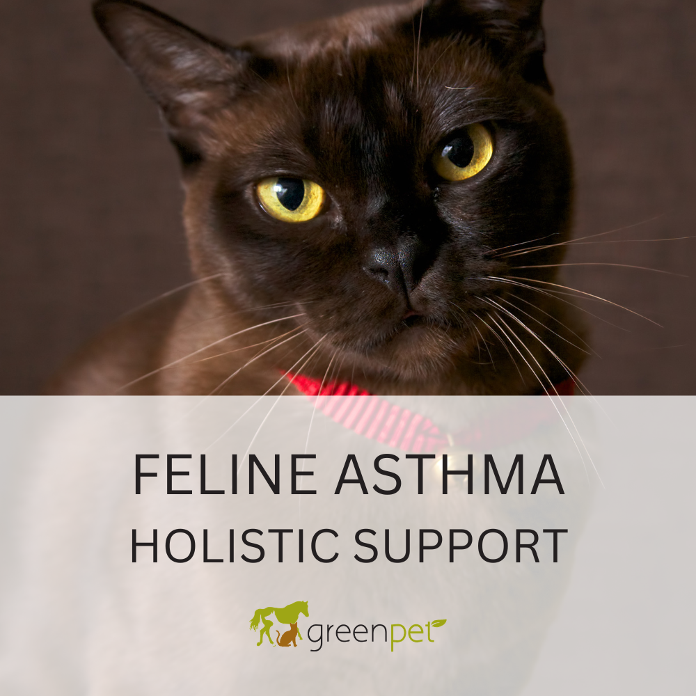 Feline Asthma Holistic Support Guide