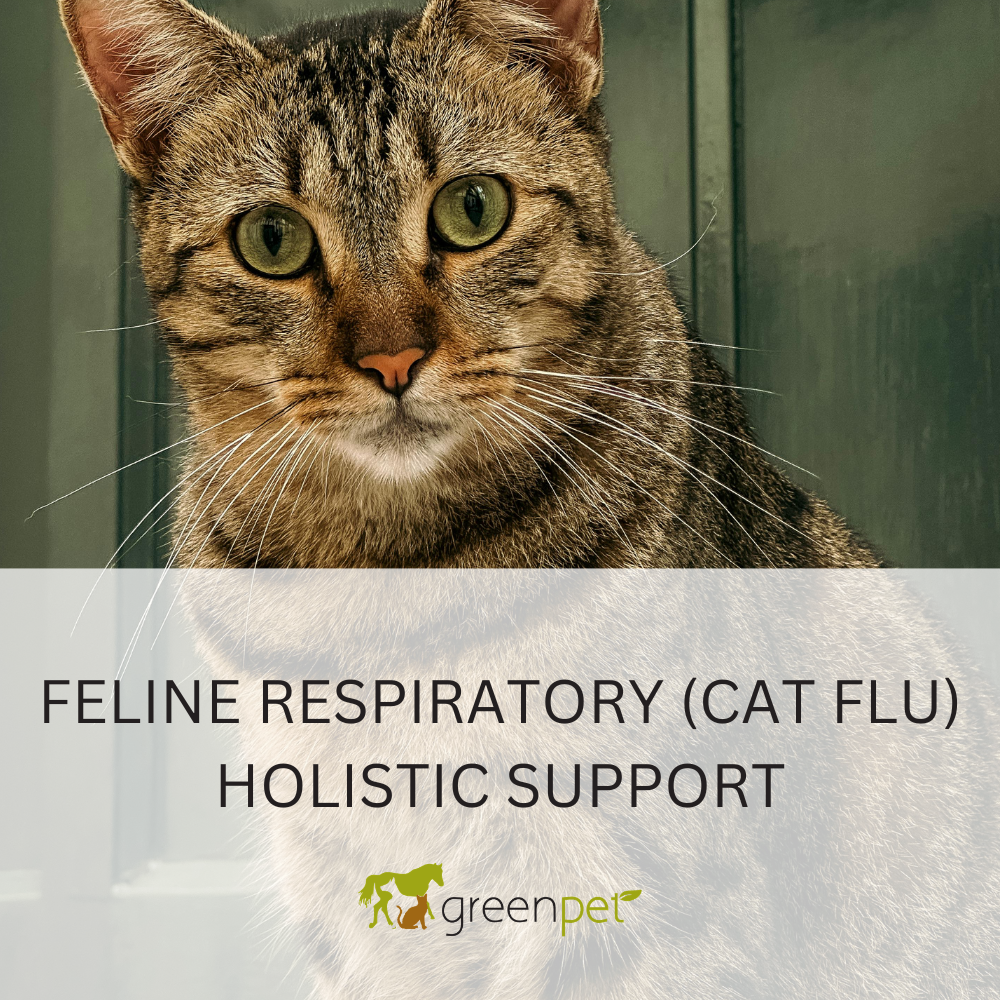 Feline Respiratory (Cat Flu) Holistic Support Guide